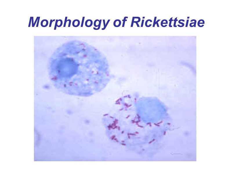 Morphology of Rickettsiae